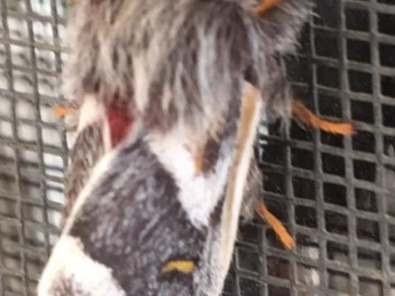 moth