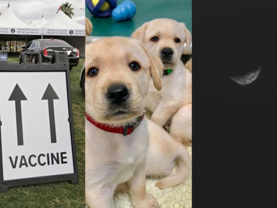 vaccine sign, puppies, and asteroid triptych 