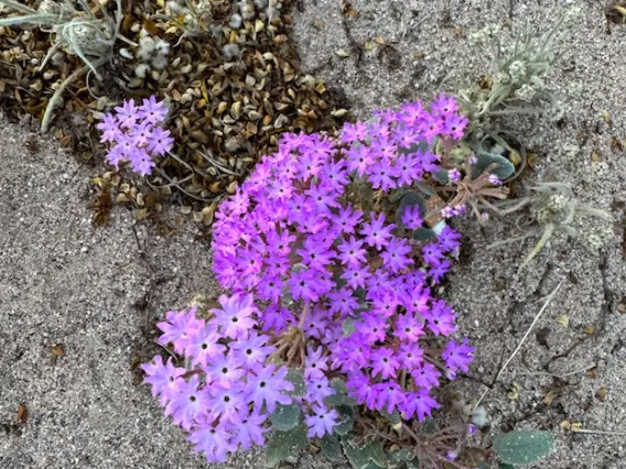 Sand Verbena (Abronia villosa)