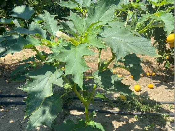 Jimsonweed