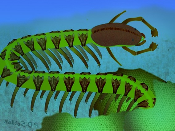 Artist&#039;s impression of what Cardiodictyon catenulum may have looked like in real life: a wormlike creature crawling on the seafloor. 