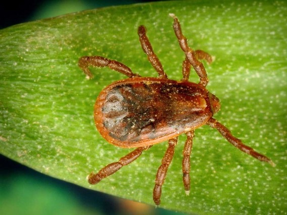 A close up image of a male brown dog tick on green leaf