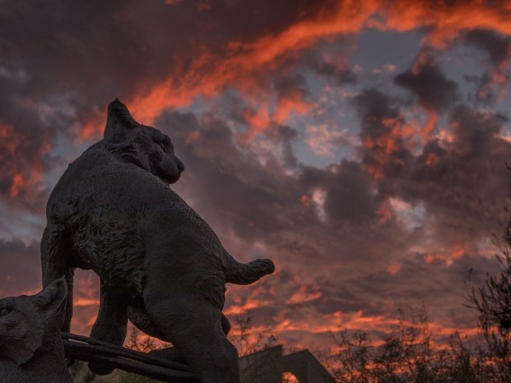 a wildcat statue on campus at sunset