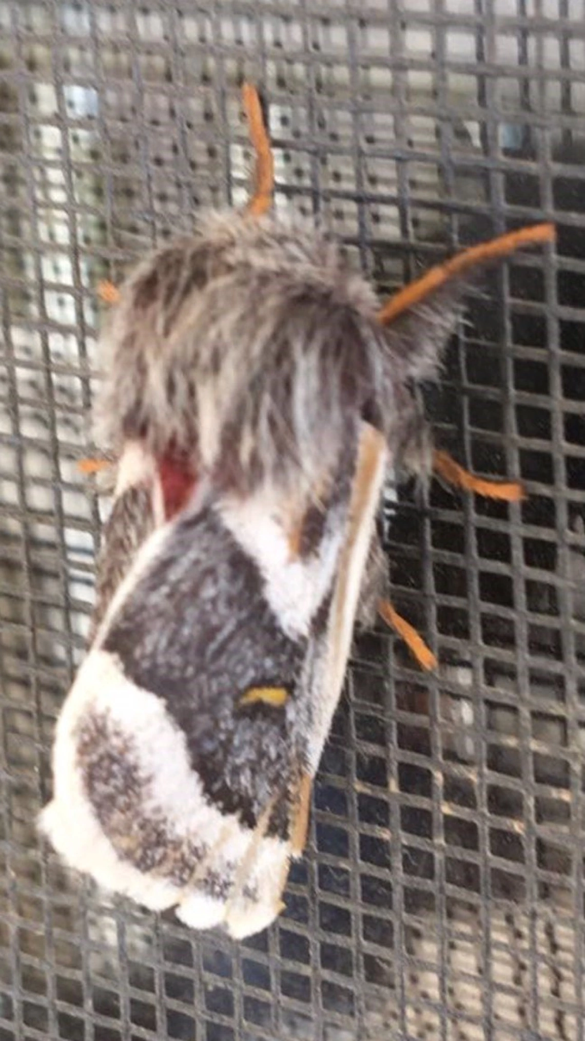 moth