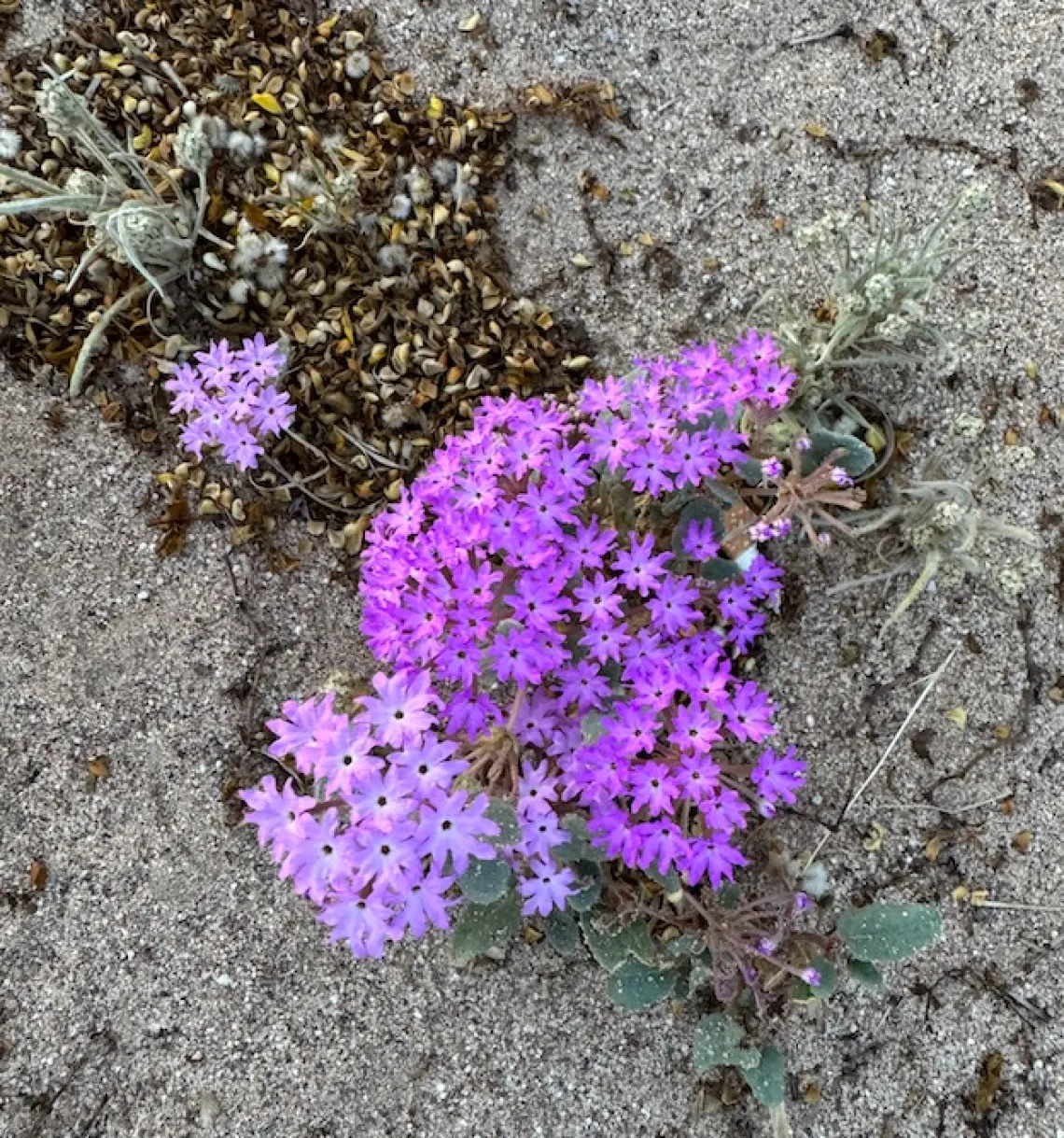 Sand Verbena (Abronia villosa)