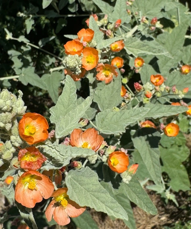 Globemallow