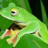 A green Malabar gliding frog blends in with foliage